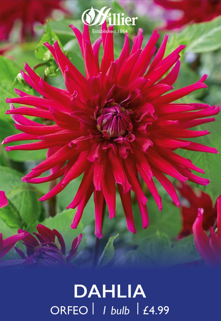 8718641970317 1 Dahlia Orfeo.jpg